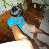 rhivel_