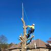 doctortreeman