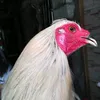 flarryeye