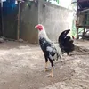 chapsoybloodline