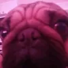 mankeygueimeplays