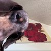 sir_yoda_the_weiner_dog