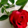 chaya_bulan1234