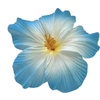 bluehibiscus08