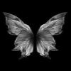 butterfly06_39