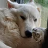 derockybjees