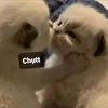 conmeoomaucam