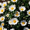 daisyflower31_