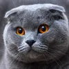 gia.cat36