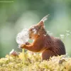 june_howdy