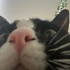 turtlethedragon1