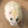 jasxndmp