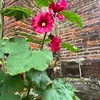 clara_4444