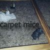 carp.etmice