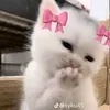 esraa.adnan59