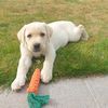 goldenlabradollie