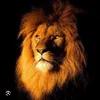 saebnasser53