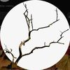 branchyt