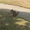 stumpysquirrel