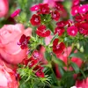 shechan.20