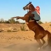 فرسان آل مطارد🐎