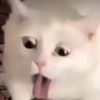 hydnlm