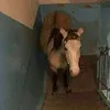 cestcalavraiquestion