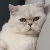 funny cat