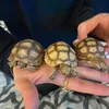 lotti_herbie