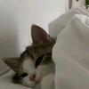 sleepingcat_lol