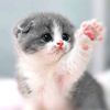 cute_cats103