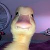 halabn_48