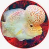 elevateaquatix