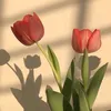 kn.tulipe