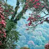 son.vuong.ngoc