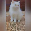 syedapukhraj695