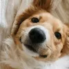 eliedump108