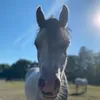 lieblings_pony_felix