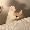 sugarinberries