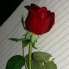 marwa_tarek1_0