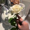 سـديم المـطيري