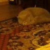dima_12541