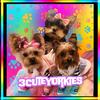 3cuteyorkies