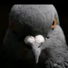 tropadoddd