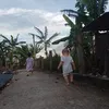 suongle_1995
