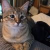 lattethecrosseyedkitty