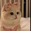 saraessam285
