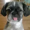 nogapudziana