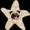 pugstar.zingerbox