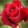 user9612743032166